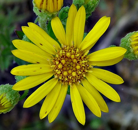 {Chrysopsis mariana}